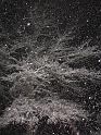 2008-12-20_Snow_Storm 065